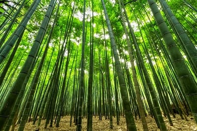 bamboo forest