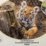 Tiger cub at Animal Ark charity