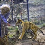 Tiger cub playing at Animal Ark