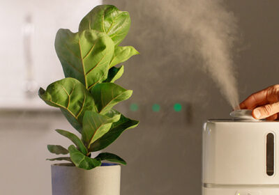 Clean home air with plants