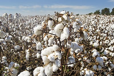 cottonfield