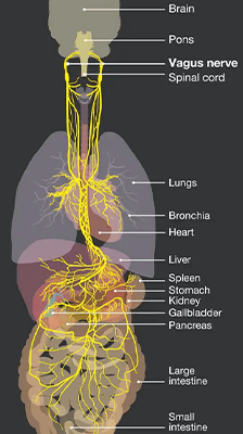 Vagus nerve diagram