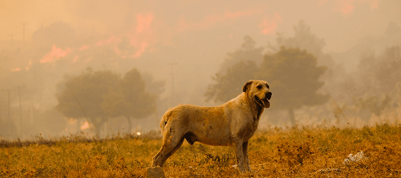 Tips for Pet Safety in Case of Wildfire
