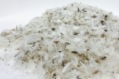 Down feathers