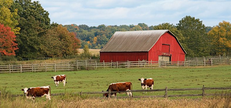 A farm with cows and a red barn