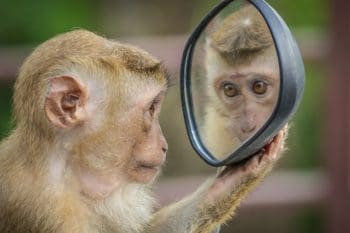 Monkey looking in a mirror.