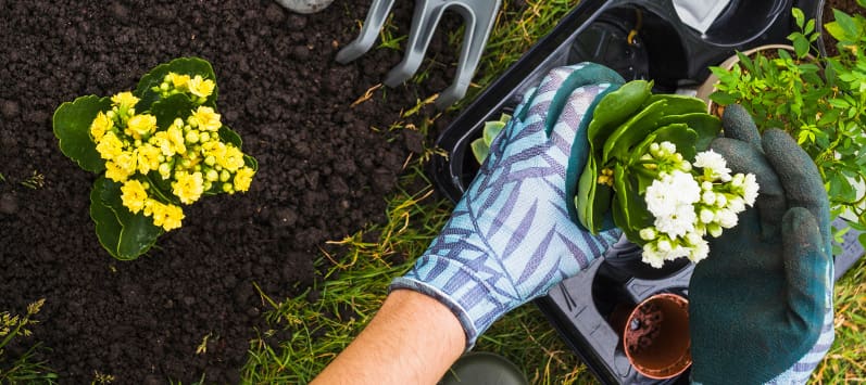 Health Benefits of Gardening – Live Well, Work Well June 2023