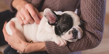 Pet Insurance