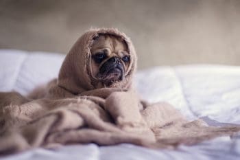 pug staying warm in blankets