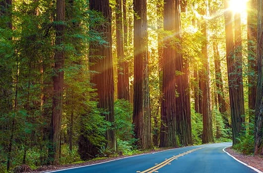 redwood highway in California